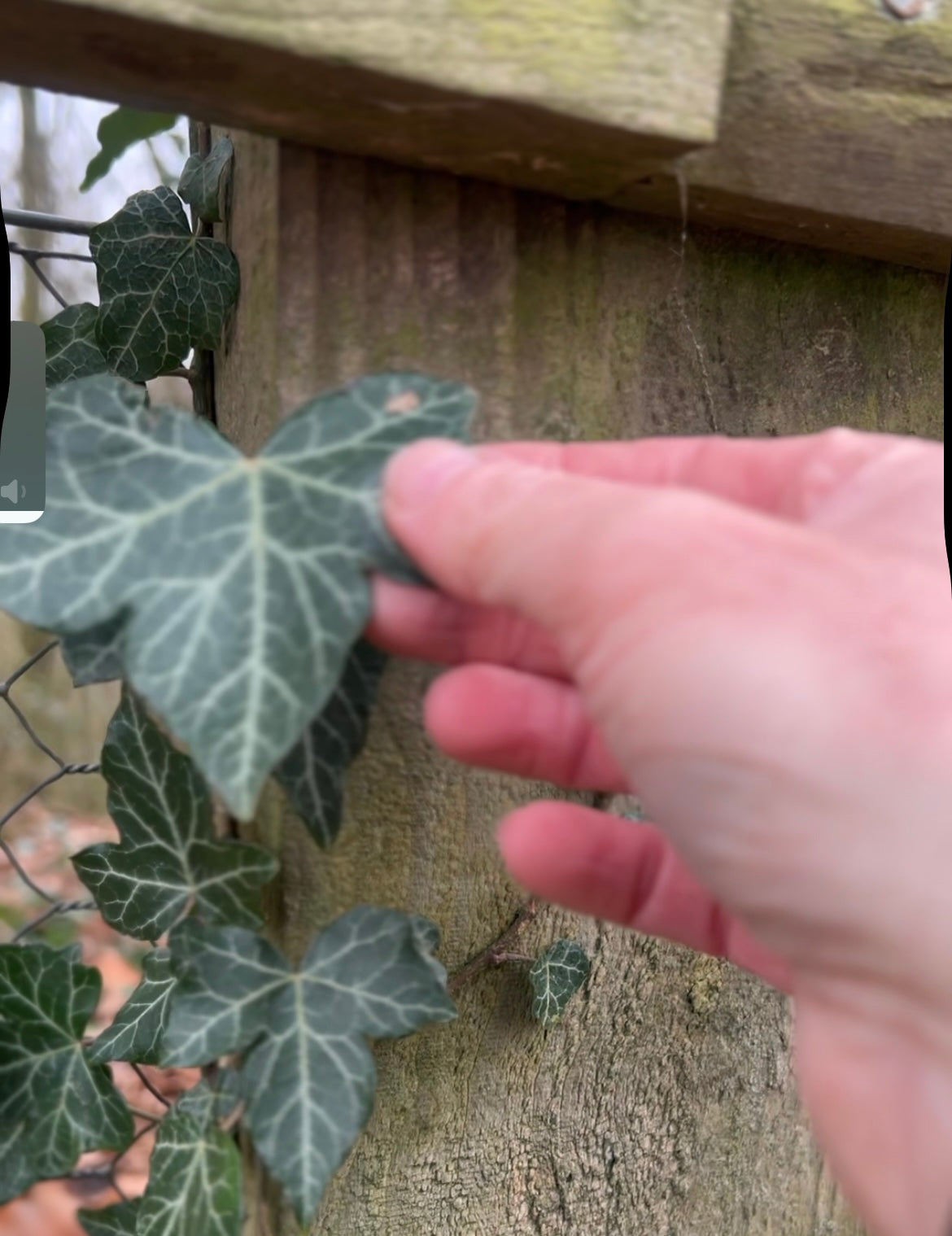 Fence with ivy leaves, hand is holding a leaf